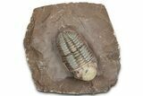 Beautiful Austerops Trilobite Fossil - Jorf, Morocco #328587-4